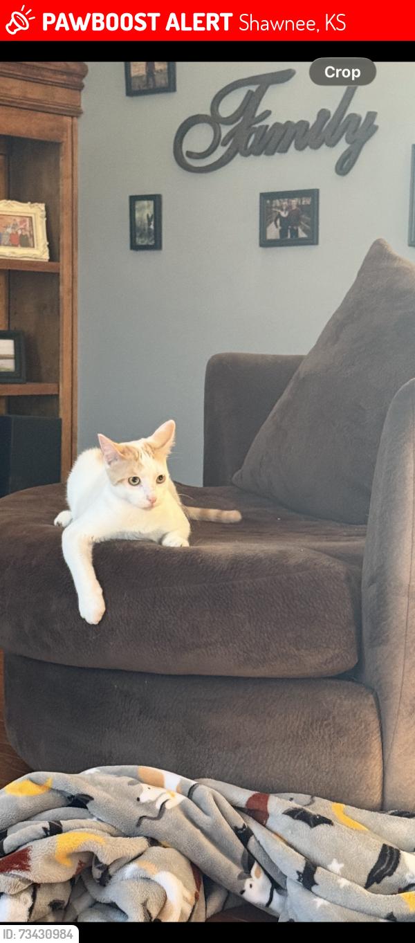 Lost Male Cat last seen 51st street and Quivira, Shawnee, KS 66216