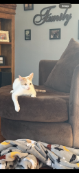 Lost Male Cat last seen 51st street and Quivira, Shawnee, KS 66216