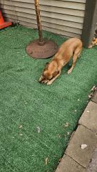 Found/Stray Female Dog last seen Near nicollet minneapolis mn, Minneapolis, MN 55408