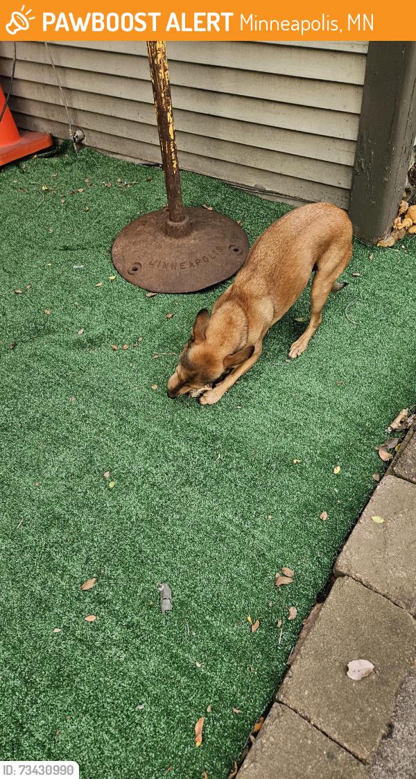 Found/Stray Female Dog last seen Near nicollet minneapolis mn, Minneapolis, MN 55408