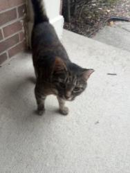 Found/Stray Unknown Cat last seen Michigan road and 106th street, Carmel, IN 46077