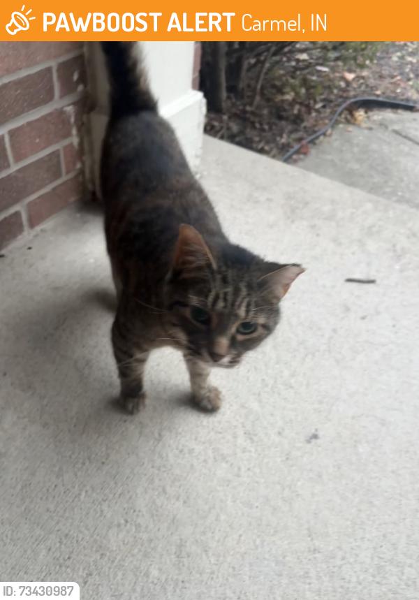 Found/Stray Unknown Cat last seen Michigan road and 106th street, Carmel, IN 46077