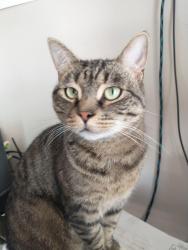 Lost Male Cat last seen Little Caesars, Lewisburg, TN 37091