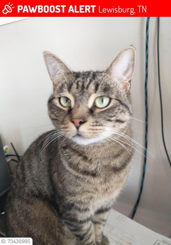 Lost Male Cat last seen Little Caesars, Lewisburg, TN 37091