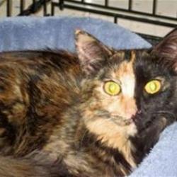 Found/Stray Female Cat last seen Nevada and 10th st, Wichita, KS 67212