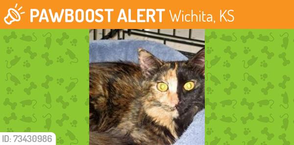 Found/Stray Female Cat last seen Nevada and 10th st, Wichita, KS 67212