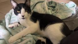 Lost Male Cat last seen Colorado blvd & 136 ave, Thornton, CO 80241