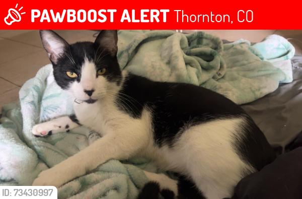 Lost Male Cat last seen Colorado blvd & 136 ave, Thornton, CO 80241