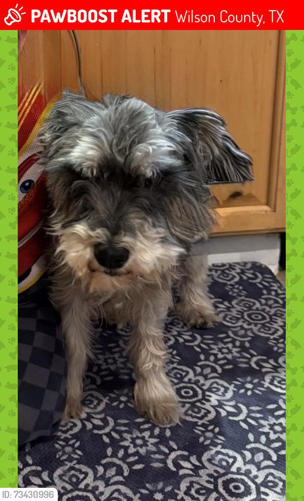Lost Male Dog last seen FlowerTrail Loop & Saddle Lane, Wilson County, TX 78101