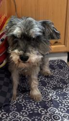 Lost Male Dog last seen FlowerTrail Loop & Saddle Lane, Wilson County, TX 78101