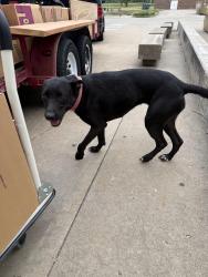 Found/Stray Female Dog last seen Around a school, Tulsa, OK 74146