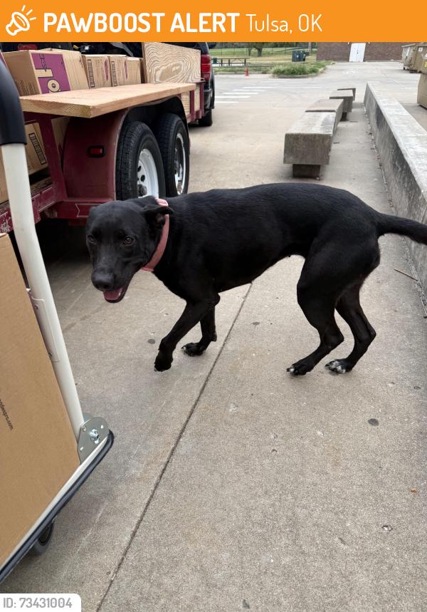 Found/Stray Female Dog last seen Around a school, Tulsa, OK 74146
