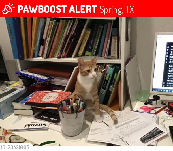 Lost Male Cat last seen Laurel park, Spring, TX 77379