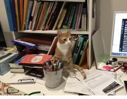 Lost Male Cat last seen Laurel park, Spring, TX 77379