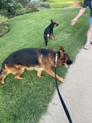Found/Stray Unknown Dog last seen Cannes, Carrollton, TX 75006