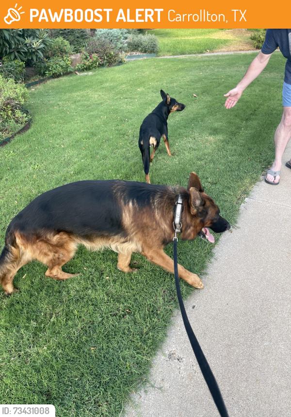 Found/Stray Unknown Dog last seen Cannes, Carrollton, TX 75006