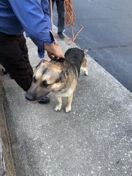 Reunited Male Dog last seen Near Anderson Livsey Ln, Snellville, GA 30039, USA, Snellville, GA 30039