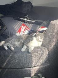 Reunited Male Cat last seen He ran into the field next to the Buc-ee’s, Strafford, MO 65757