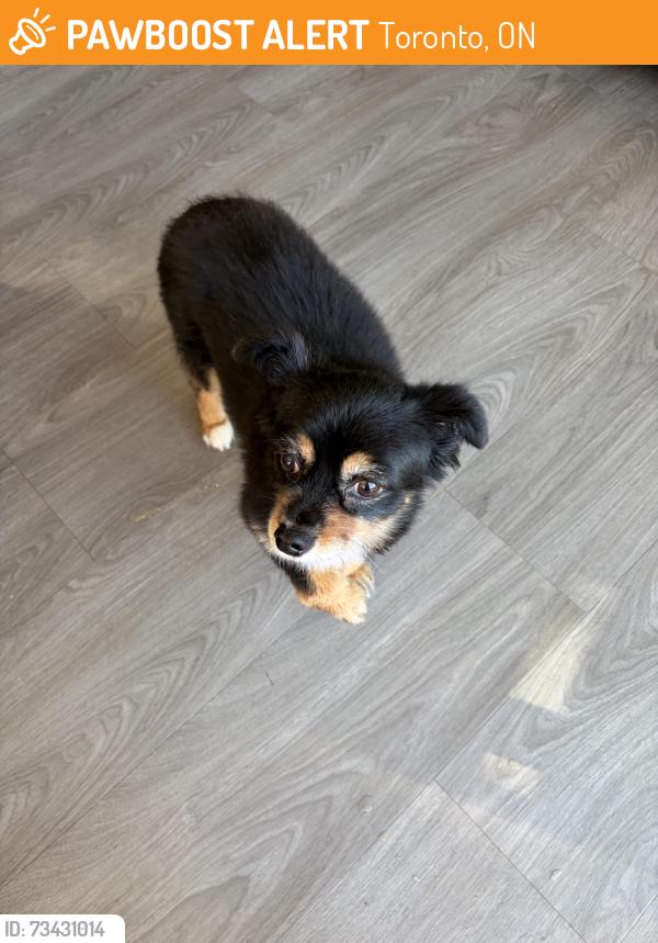 Found/Stray Unknown Dog last seen Royal York Avenue, Toronto, ON 