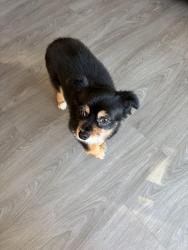 Found/Stray Unknown Dog last seen Royal York Avenue, Toronto, ON 