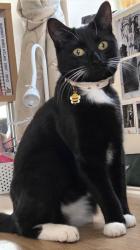 Reunited Male Cat last seen Runnymede Vet hosp - Egham, Caramelised SALES, taht private field behind the vets, the roundabout, Surrey, England TW20 0NB