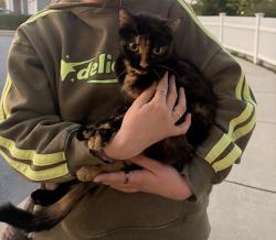 Reunited Female Cat last seen New Holland Pike, Pleasure Road, Lancaster, PA 17601