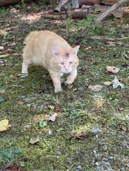 Found/Stray Male Cat last seen Aracoma Road, Pea Ridge, WV 25705
