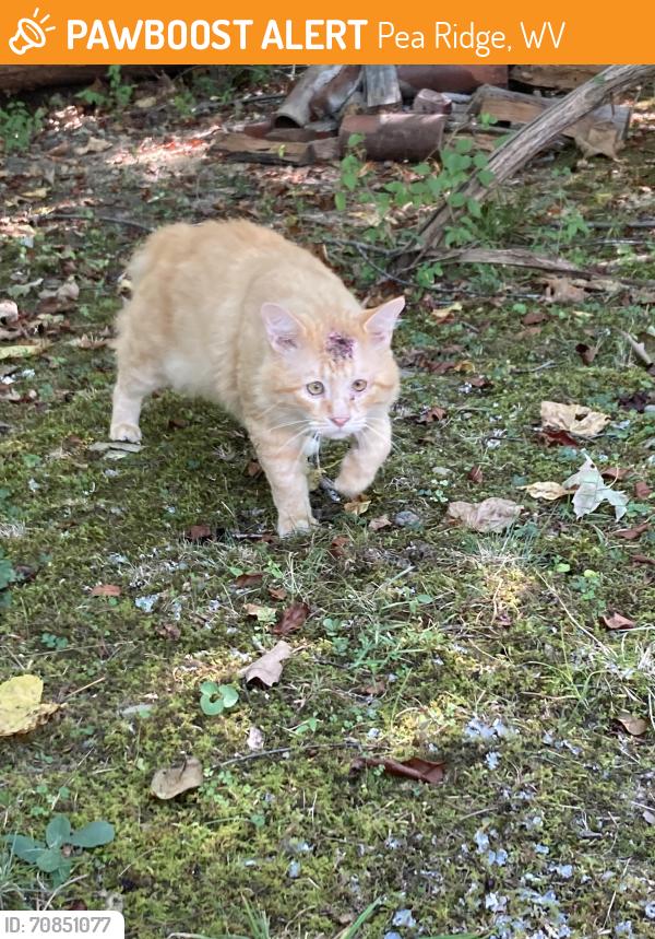 Found/Stray Male Cat last seen Aracoma Road, Pea Ridge, WV 25705