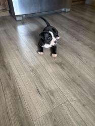 Found/Stray Unknown Dog last seen Kimbo rd and Bonnie Brae, Fort Worth, TX 76111