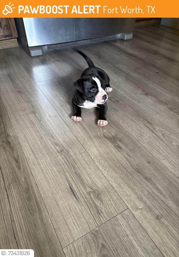 Found/Stray Unknown Dog last seen Kimbo rd and Bonnie Brae, Fort Worth, TX 76111