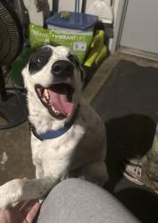 Found/Stray Male Dog last seen N ave & Fairfield Dr, Plano, TX 75074