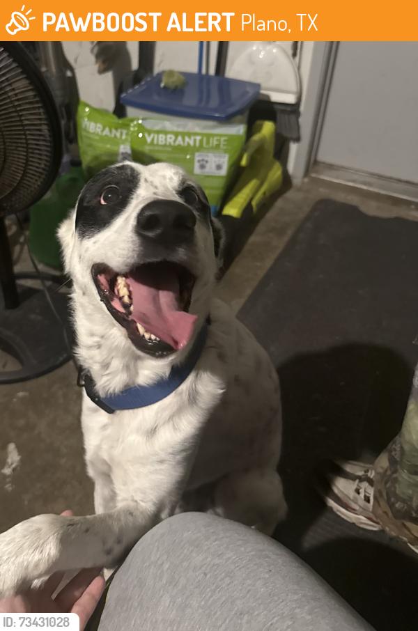 Found/Stray Male Dog last seen N ave & Fairfield Dr, Plano, TX 75074