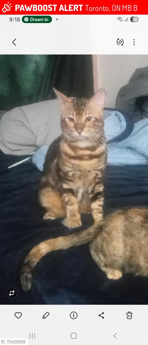 Lost Male Cat last seen Near deanefield crescent, Toronto, ON M9B 3B3