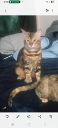 Lost Male Cat last seen Near deanefield crescent, Toronto, ON M9B 3B3