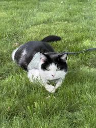 Lost Female Cat last seen Churchill and Maefair, Charleston, WV 25314