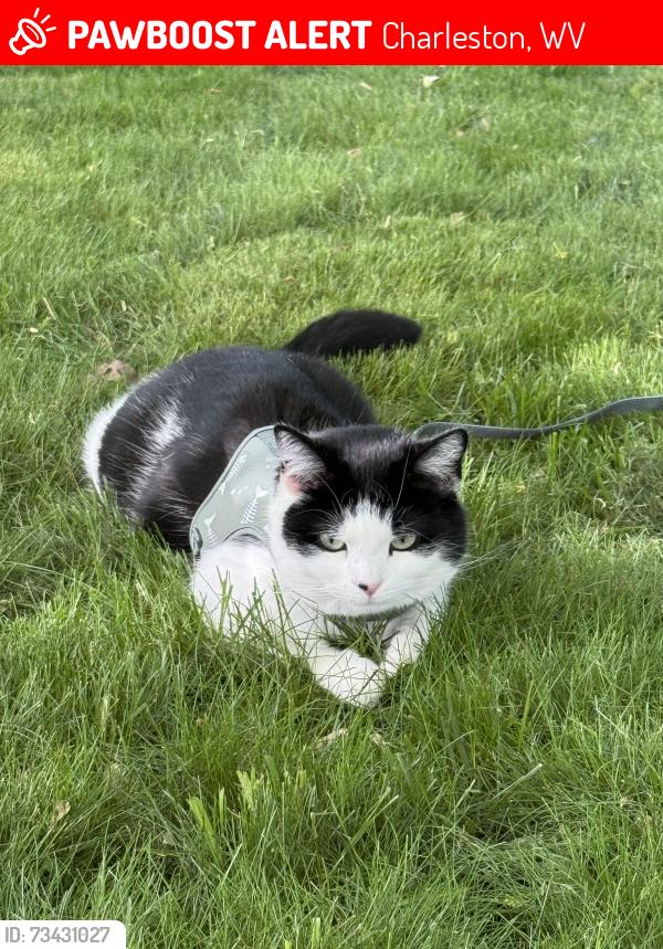 Lost Female Cat last seen Churchill and Maefair, Charleston, WV 25314
