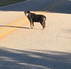 Found/Stray Unknown Dog last seen Old NC Hwy 87, Elon, NC 27244