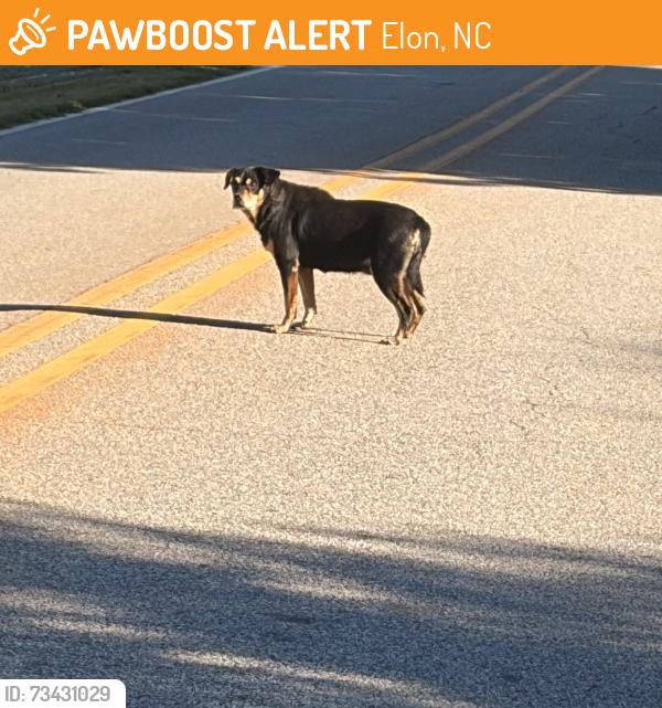 Found/Stray Unknown Dog last seen Old NC Hwy 87, Elon, NC 27244