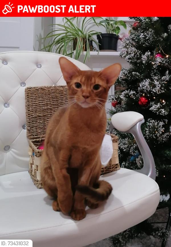 Lost Male Cat last seen Lots Road SW10 0RJ, Greater London, England SW10 0RJ
