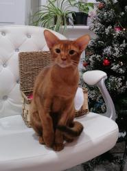 Lost Male Cat last seen Lots Road SW10 0RJ, Greater London, England SW10 0RJ