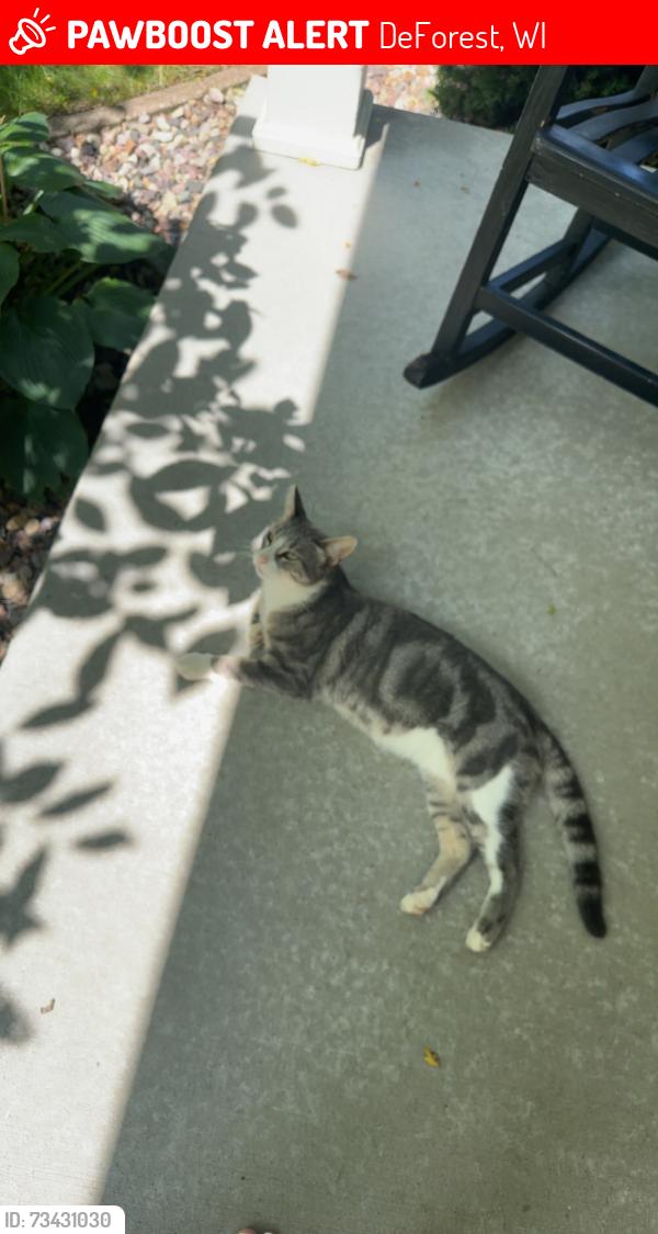 Lost Male Cat last seen Hahn road, DeForest, WI 53532