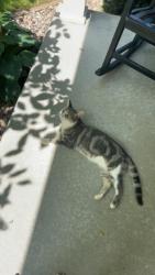 Lost Male Cat last seen Hahn road, DeForest, WI 53532