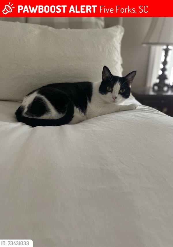 Lost Male Cat last seen Shadowbrook Ct and Maxwell Rd, Five Forks, SC 29681