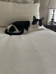 Lost Male Cat last seen Shadowbrook Ct and Maxwell Rd, Five Forks, SC 29681