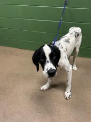 Shelter Stray Female Dog last seen Near Flat Rock Rd, 29655, Anderson County, SC, 1320 US-29, Anderson, SC 29626, USA