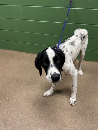 Shelter Stray Female Dog last seen Near Flat Rock Rd, 29655, Anderson County, SC, 1320 US-29, Anderson, SC 29626, USA