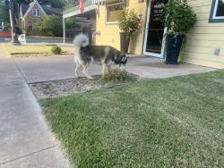Found/Stray Unknown Dog last seen Robinson, Conway, AR 72034