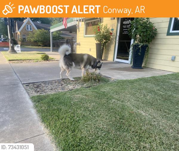 Found/Stray Unknown Dog last seen Robinson, Conway, AR 72034