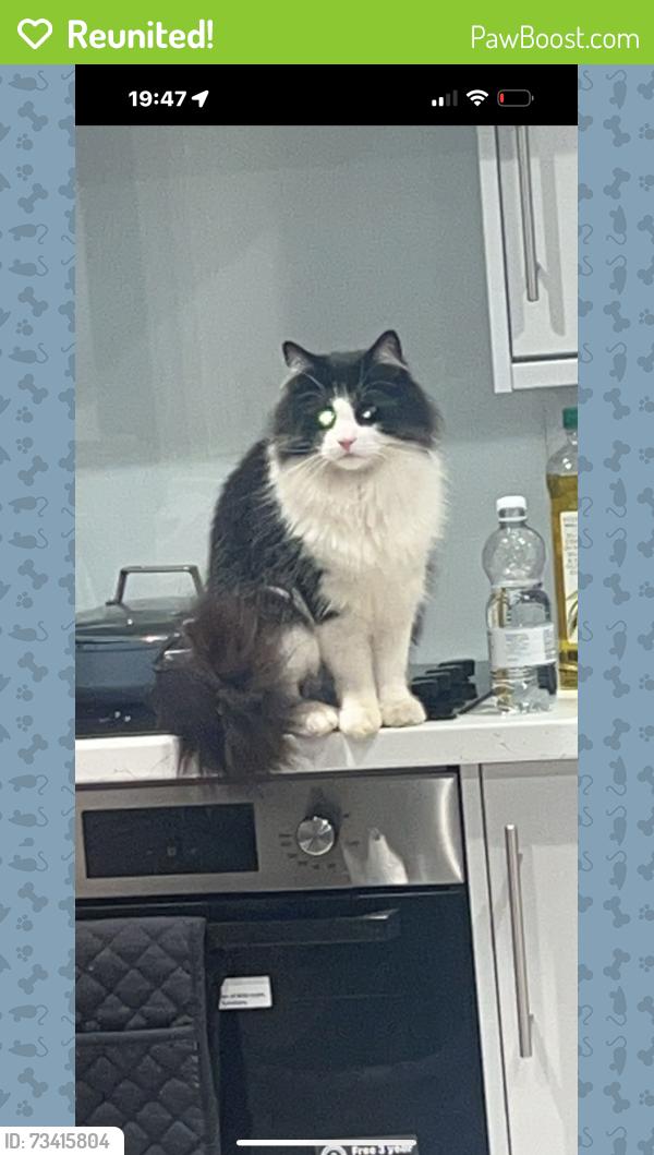 Reunited Male Cat last seen Purely, Greater London, England CR8 1AQ