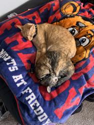 Lost Female Cat last seen The james apmts! we think she got out during the storm :(, Lakewood, WA 98499